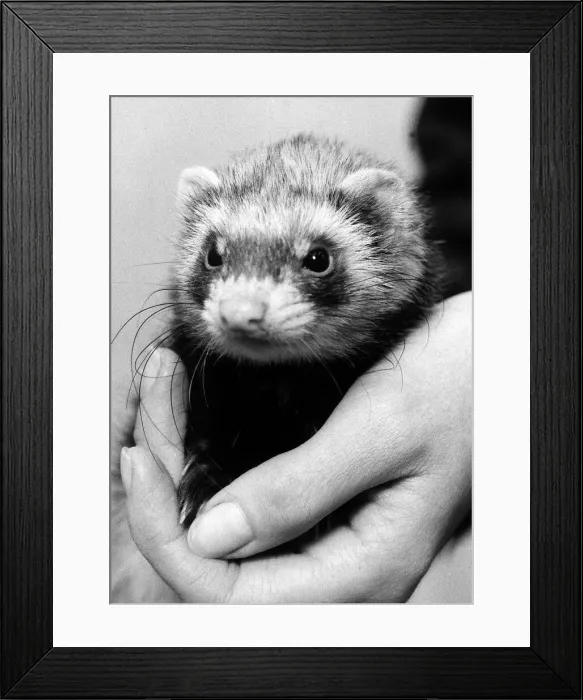 Framed Print : Polecat ferret found in South London December 1974 Being held by a vet Framed Print : Polecat ferret found in South London December 1974 Being held by a vet
