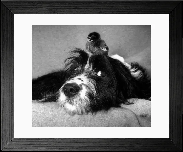 Framed Print : Ben from TVs Training the Family Dog seen here with a little orphan chick
