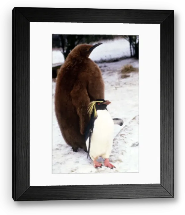 Framed Print : A six month old King Penguin at Whipsnade Zoo witha rockhopper penguin sharing its pen Framed Print : A six month old King Penguin at Whipsnade Zoo witha rockhopper penguin sharing its pen