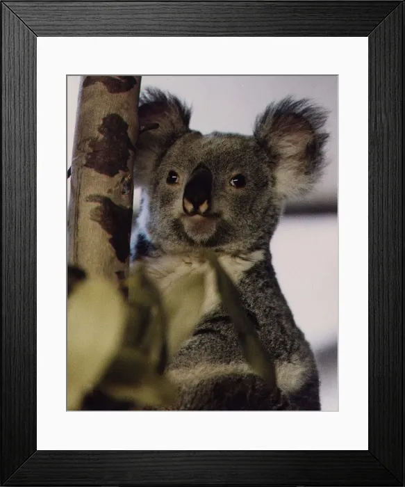 Framed Print : Animals Koala Bear Marsupials circa 1995