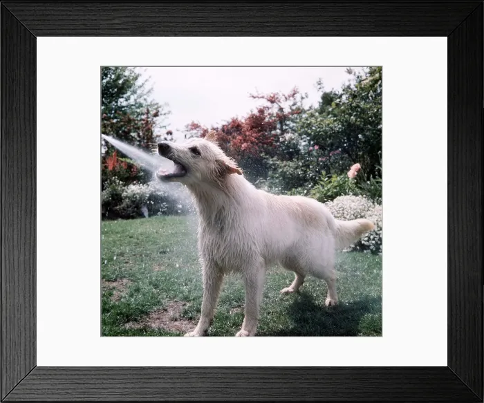 Framed Print : Solo the German Sheepdog - September 1968 Framed Print : Solo the German Sheepdog - September 1968