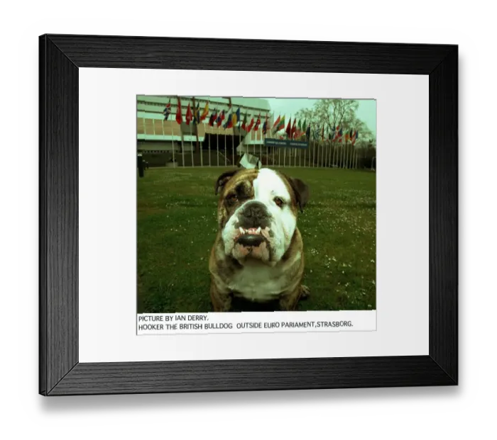 Framed Print : Hooker The British Bulldog Outside Euro Parliament in Strasbourg who tried to ban