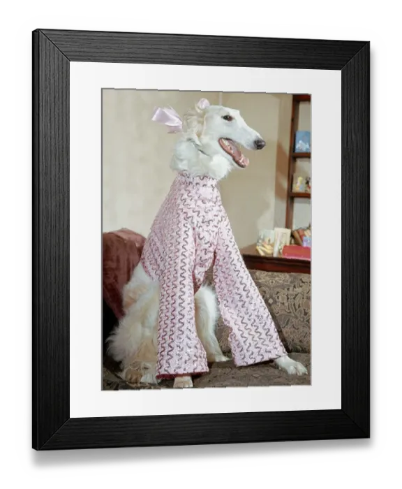 Framed Print : 6 month old elegant Borzoi Gold Dust dressed for Christmas party in pink sequin shimmer Framed Print : 6 month old elegant Borzoi Gold Dust dressed for Christmas party in pink sequin shimmer