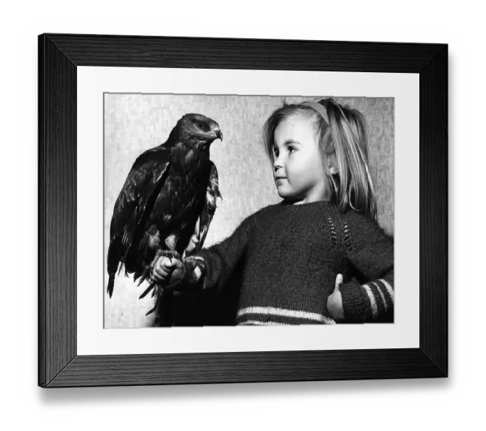 Framed Print : A young child holding a young Honey Buzzard found with damaged wing and tail feathers
