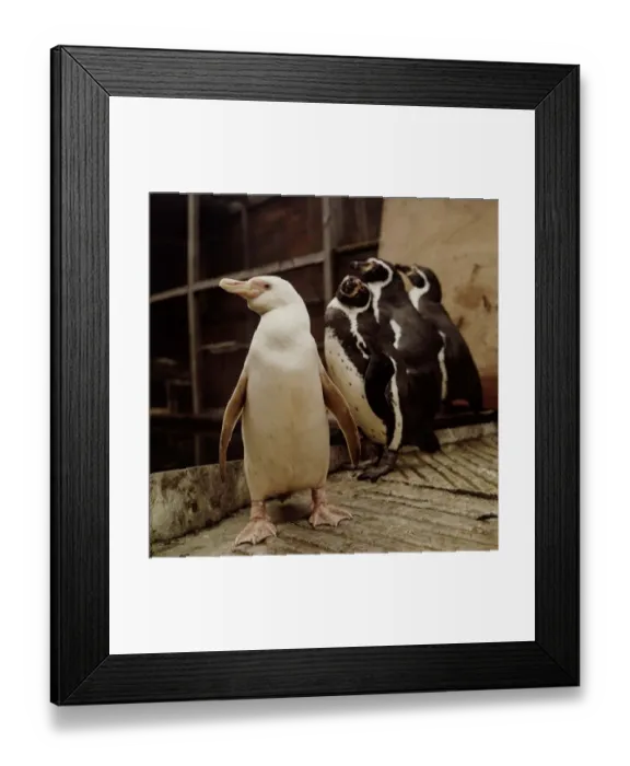 Framed Print : Snowball the all white penguin who stands out from the crowd