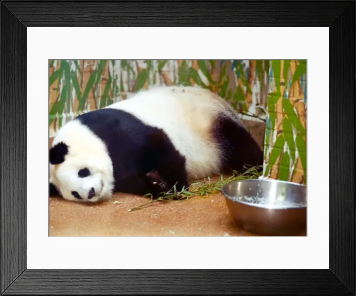 Framed Print : Panda bear Ming Ming from London Zoo is said to be pregnant. Bao Bao is the father Framed Print : Panda bear Ming Ming from London Zoo is said to be pregnant. Bao Bao is the father