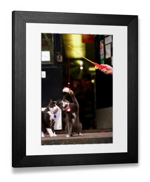 Framed Print : Cat toys for Christmas December 1997 toy fishing rod £2. 10 Dofus pet shop Framed Print : Cat toys for Christmas December 1997 toy fishing rod £2. 10 Dofus pet shop