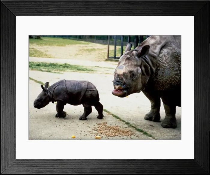 Framed Print : Three week old Indian rhinoceros named Ropen with his mother Roopa at Whipsnade Zoo