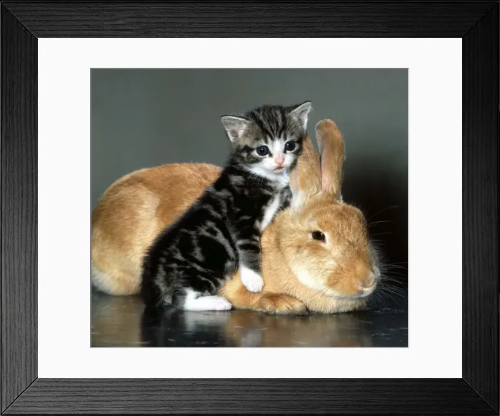 Framed Print : Rabbit mothers a kitten June 1974 27 / 06 / 1974 Framed Print : Rabbit mothers a kitten June 1974 27 / 06 / 1974