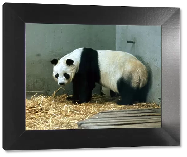 Animals - Pandas Panda - April 1972 Chi Chi the giant panda at London Zoo
