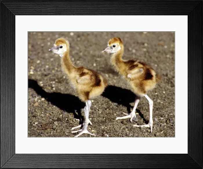 Framed Print : two week old Crowned Crane Chicks at London Zoo September 1984 at London Zoo A© Framed Print : two week old Crowned Crane Chicks at London Zoo September 1984 at London Zoo A©