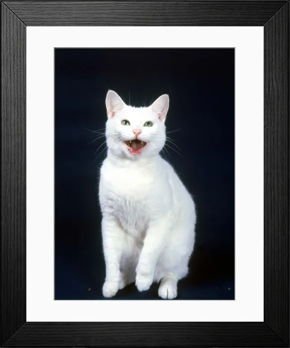 Framed Print : Famous television commercial cat Arthur laughing January 1987 Framed Print : Famous television commercial cat Arthur laughing January 1987
