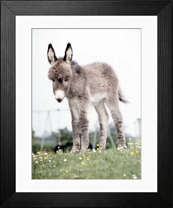 Framed Print : Surprise'the donkey foal which was born at Southam Zoo in Warwickshire