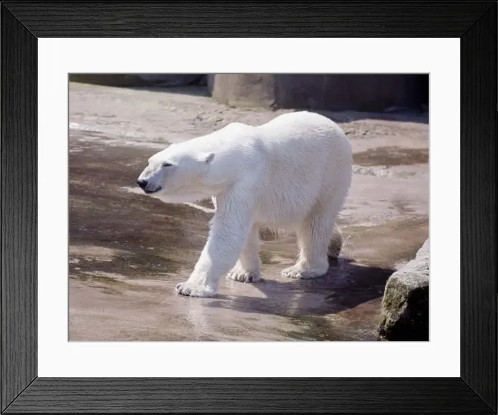 Framed Print : Polar bear at Chester Zoo 1967 Framed Print : Polar bear at Chester Zoo 1967