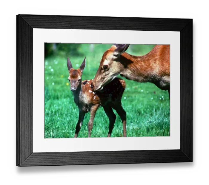 Framed Print : Bambi the hand-reared deer with her baby fawn North Devon Farm July 1985 Framed Print : Bambi the hand-reared deer with her baby fawn North Devon Farm July 1985
