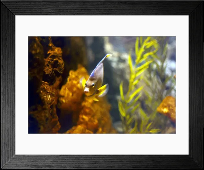 Framed Print : Marineland Miami Florida - February 1973 Aquarium - Fish Framed Print : Marineland Miami Florida - February 1973 Aquarium - Fish