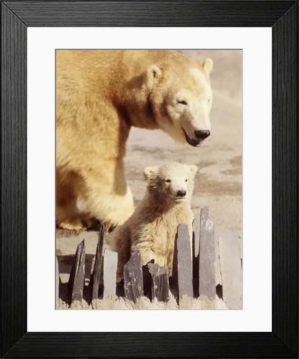 Framed Print : Sally the polar bear with her three months old cub Pipaluk on his first public appearance Framed Print : Sally the polar bear with her three months old cub Pipaluk on his first public appearance