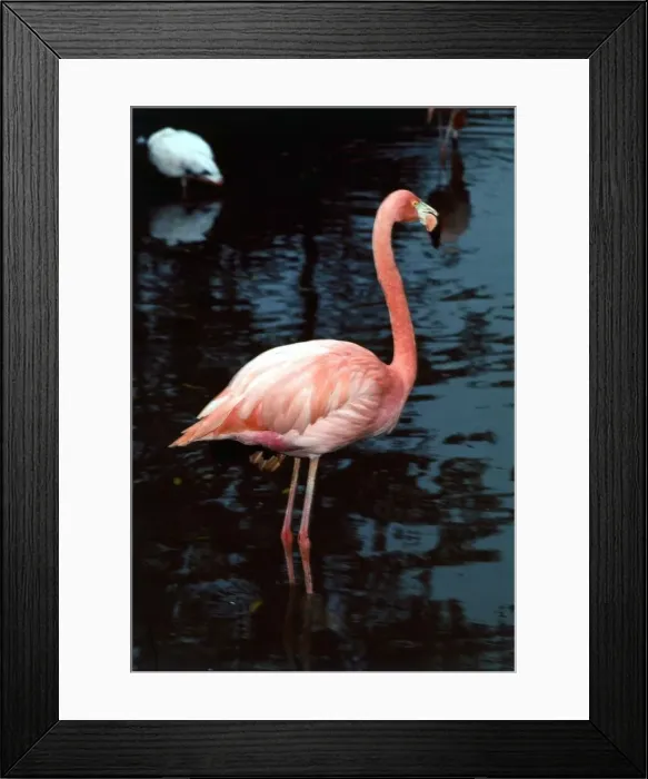 Framed Print : Flamingoes at Western Underwood Zoo August 1978 Framed Print : Flamingoes at Western Underwood Zoo August 1978