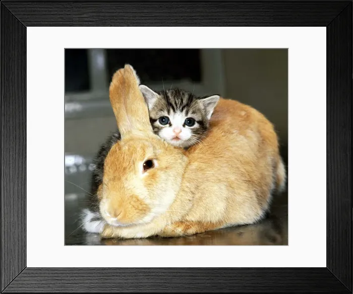 Framed Print : Rabbit mothers a kitten June 1974 A©Mirrorpix Framed Print : Rabbit mothers a kitten June 1974 A©Mirrorpix