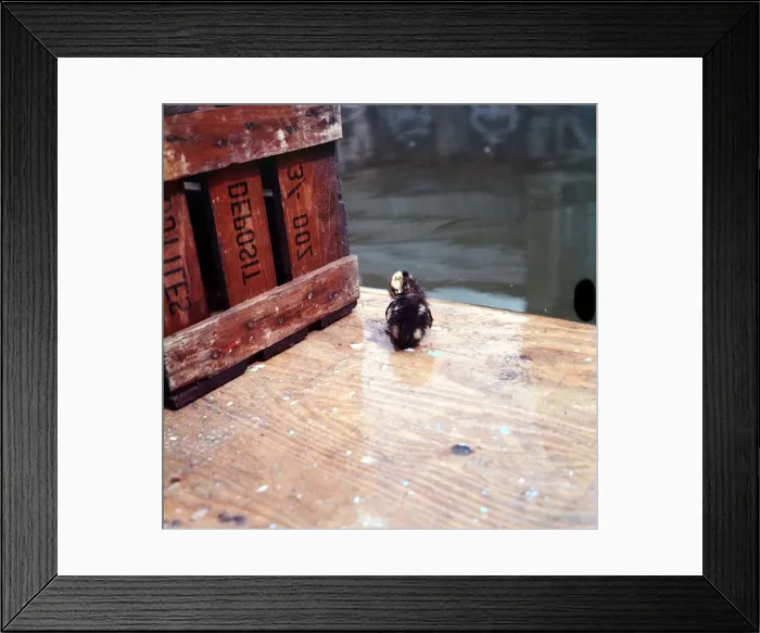 Framed Print : A duckling from the ornamental pool at the Rose Show at Alexandra Palace June 1969