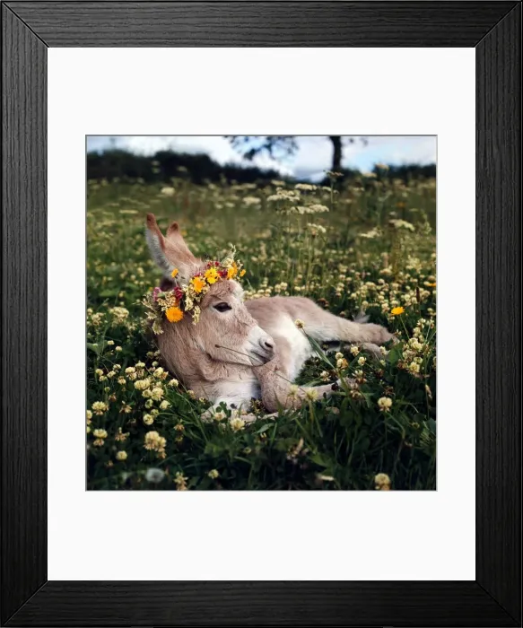 Framed Print : Pink Rebecca, a rare donkey foal, wearing her chaplet of flowers July 1969
