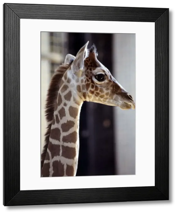 Framed Print : New born baby giraffe Zara at London Zoo June 1984 Framed Print : New born baby giraffe Zara at London Zoo June 1984
