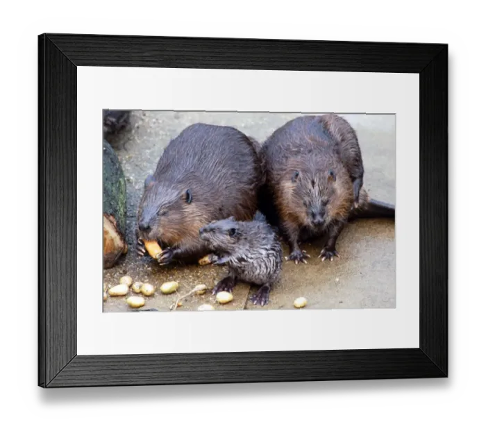 Framed Print : Beaver family eating at London Zoo Baby beaver having lunch with his parents