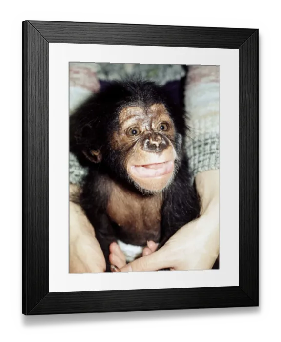 Framed Print : 5 weeks old baby chimpanzee Mandy at Chester Zoo cute November 1977 Framed Print : 5 weeks old baby chimpanzee Mandy at Chester Zoo cute November 1977