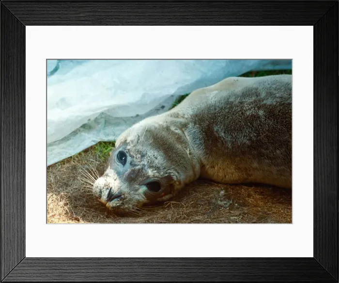 Framed Print : Peeps the Baby Seal who was dying from a killer virus recovering at the Norfolk Rescue Framed Print : Peeps the Baby Seal who was dying from a killer virus recovering at the Norfolk Rescue