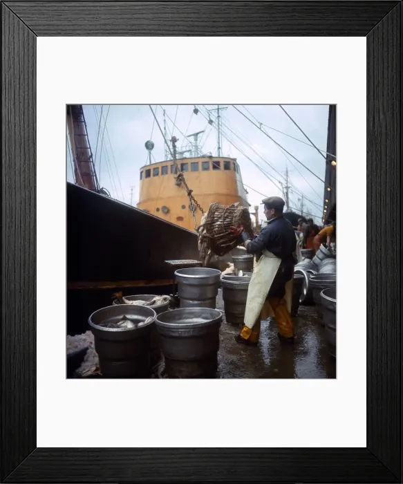Framed Print : The Trawler Rose Orion returns to Hull with its catch after a trip to Greenland Framed Print : The Trawler Rose Orion returns to Hull with its catch after a trip to Greenland
