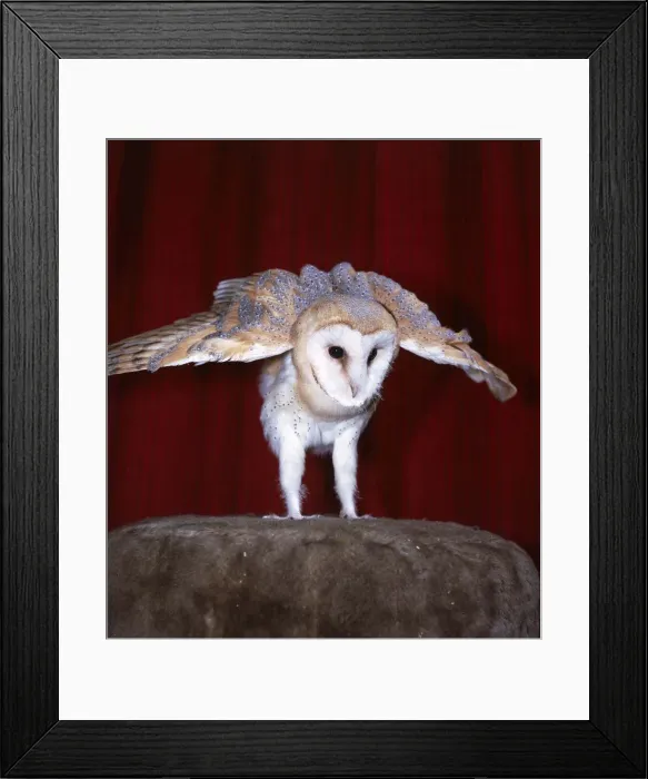 Framed Print : Dolly the Barn owl at Heritage Wildlife Centre, Sussex Middleton-on-Sea