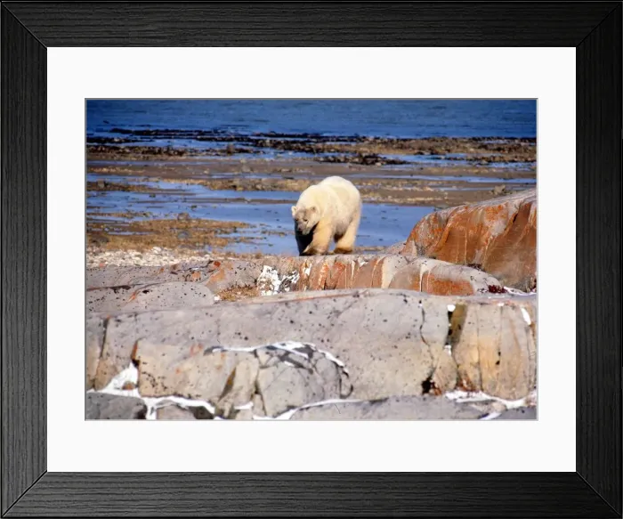 Framed Print : Polar Bear at Hudson Bay Circa January 1972 Framed Print : Polar Bear at Hudson Bay Circa January 1972