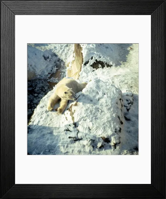 Framed Print : Polar Bear in snow at London Zoo. January 1968 A©Mirrorpix
