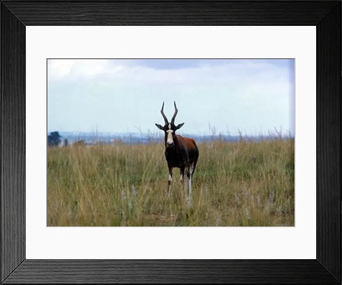 Framed Print : Antelope, Lion Park, Johannesburg, South Africa. April 1973 Framed Print : Antelope, Lion Park, Johannesburg, South Africa. April 1973