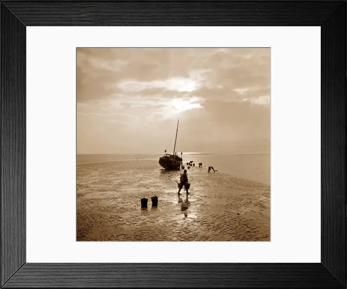 Framed Print : Cockling scene on the coast in England circa 1950s