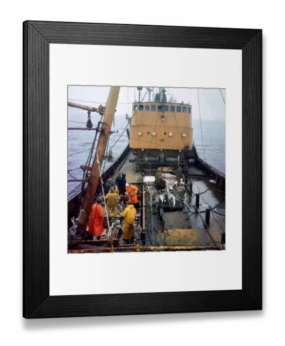 Framed Print : The Trawler Rose Orion returns to Hull with its catch after a trip to Greenland