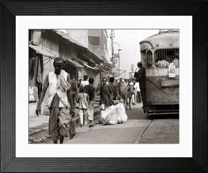 Framed Print : A cow sits down in the street in Bombay as a tram trundles by Circa 1960 Framed Print : A cow sits down in the street in Bombay as a tram trundles by Circa 1960