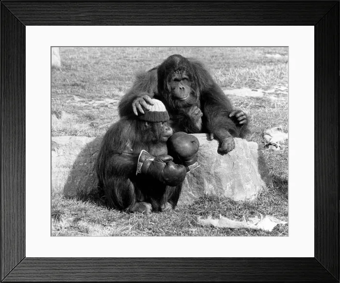 Framed Print : Orang Utans Azimath and Sabahplaying in Blackpool Zoo Framed Print : Orang Utans Azimath and Sabahplaying in Blackpool Zoo