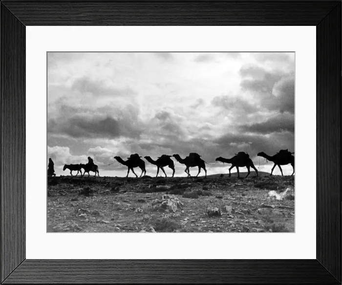 Framed Print : Christmas in the Holyland. A camel train on the road to Jeruselem treading a ancient