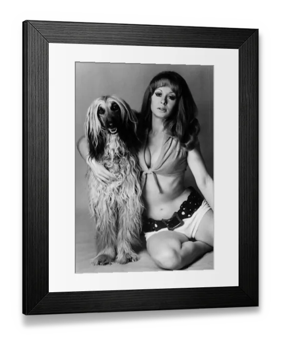 Framed Print : Carol Cleveland actress with Afghan Hound Brandy 1971