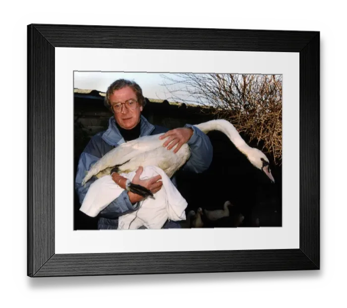 Framed Print : Actor Michael Caine holds an injured Swan in his arms at Dot Beesons swan sanctuary in Framed Print : Actor Michael Caine holds an injured Swan in his arms at Dot Beesons swan sanctuary in
