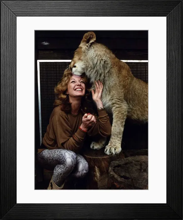 Framed Print : Rula Lenska actress singer getting licked by a lion. March 1989 Framed Print : Rula Lenska actress singer getting licked by a lion. March 1989