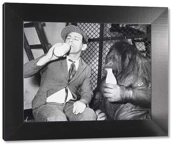 Actor Norman Wisdom drinking bottles of milk with an Orangutan September 1955