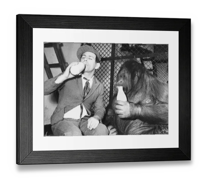 Framed Print : Actor Norman Wisdom drinking bottles of milk with an Orangutan September 1955 Framed Print : Actor Norman Wisdom drinking bottles of milk with an Orangutan September 1955
