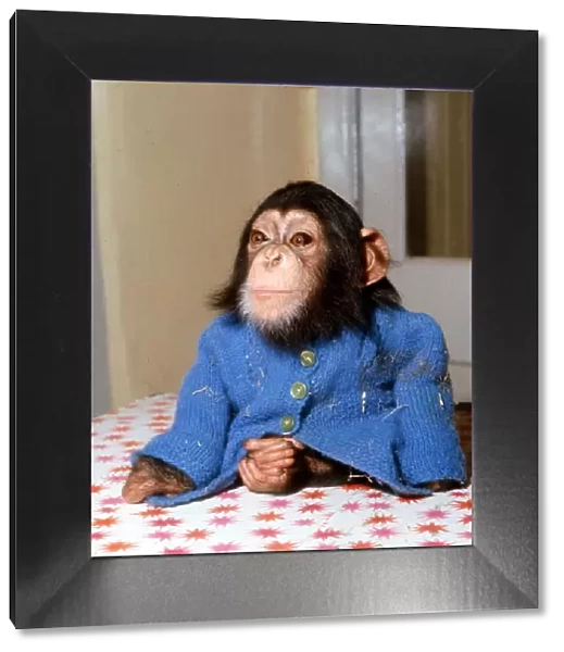 Animals - Chimpanzee - February 1971 Chimp Monkey wearing blue cardigan