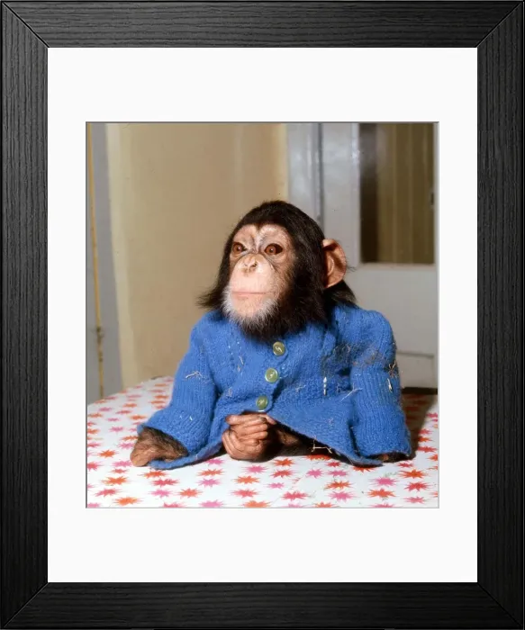 Framed Print : Animals - Chimpanzee - February 1971 Chimp Monkey wearing blue cardigan Framed Print : Animals - Chimpanzee - February 1971 Chimp Monkey wearing blue cardigan
