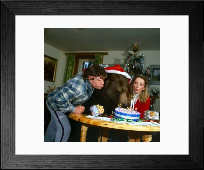 Framed Print : Party Animal! Hercules the bear celebrates his 10th birthday Blowing out Framed Print : Party Animal! Hercules the bear celebrates his 10th birthday Blowing out