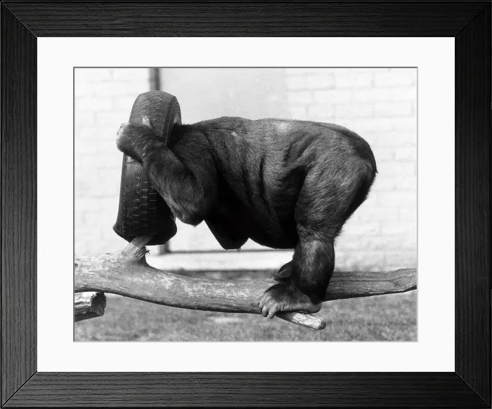 Framed Print : Kumba the monkey, puts his head in a spare tyre and turns his back on the chimp Framed Print : Kumba the monkey, puts his head in a spare tyre and turns his back on the chimp