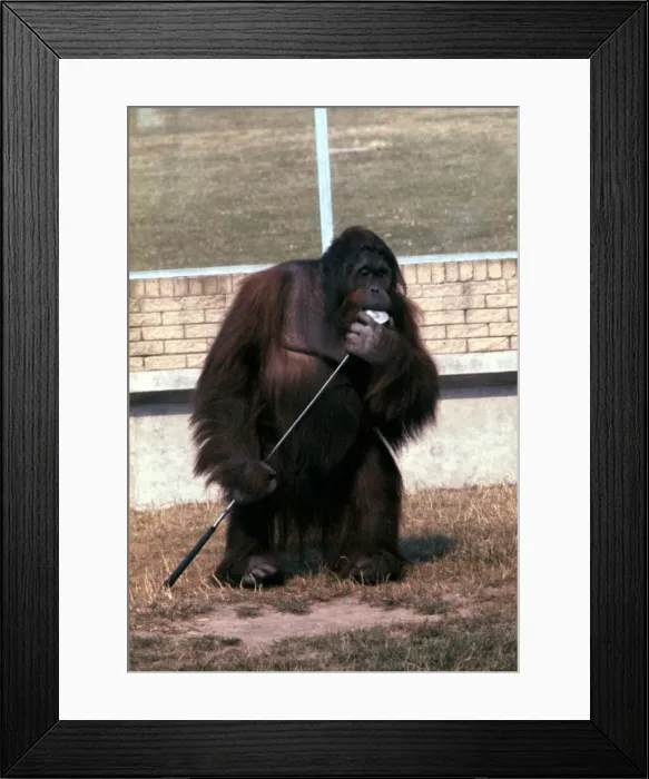 Framed Print : Orang-Utang Sabbah in Blackpool Zoo July 1979 A©Mirrorpix Framed Print : Orang-Utang Sabbah in Blackpool Zoo July 1979 A©Mirrorpix