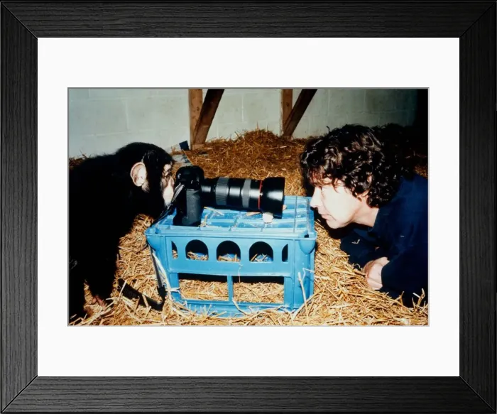 Framed Print : Paco the chimp is setting up the photographic equipment at the Monkey World Rescue Centre Framed Print : Paco the chimp is setting up the photographic equipment at the Monkey World Rescue Centre